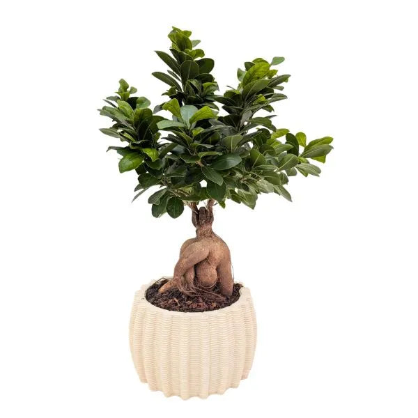 Bonsai-Ficus Ginseng im handgefertigten Keramiktopf Dioniso D.16