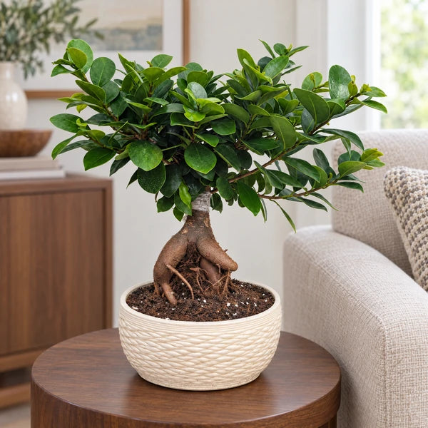 Bonsai Ficus Ginseng in vaso Samoi in ceramica – Ø 18 cm