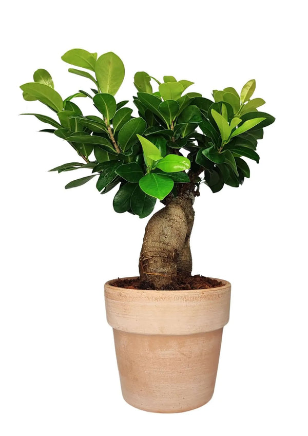 Bonsái Ficus Ginseng - Altura de la planta 45 cm, maceta de terracota
