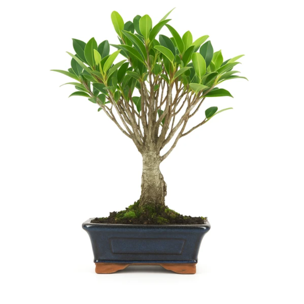 5-year-old Ficus retusa Bonsai - Premium Collection
