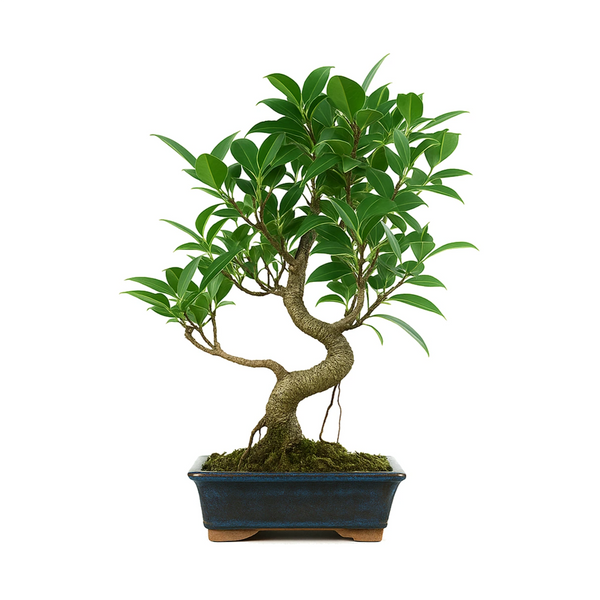 8-year-old Ficus retusa Bonsai - Premium Collection
