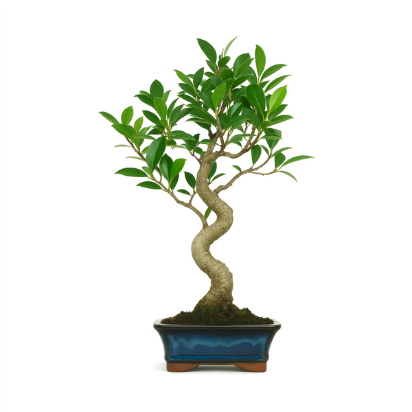 Bonsai 6 anni Ficus retusa - Collezione Premium