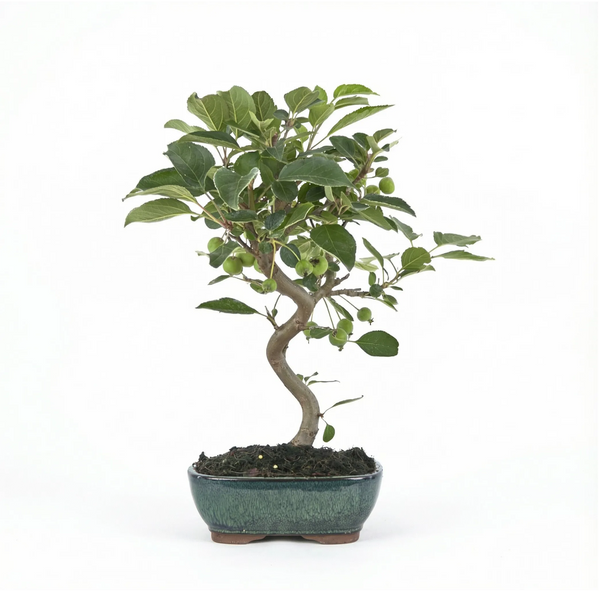 Bonsai Melo 9 Jahre - Premium Kollektion