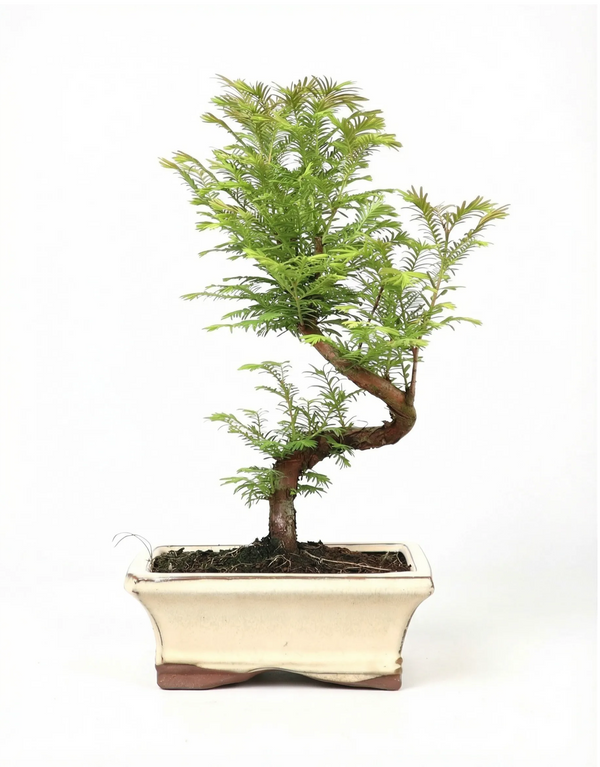 Bonsái de 7 años Metasequoia glyptostroboides (Metasequoia) - Colección Premium