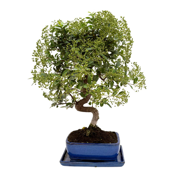 Bonsái Pyracantha sp. 13 años - Colección Premium