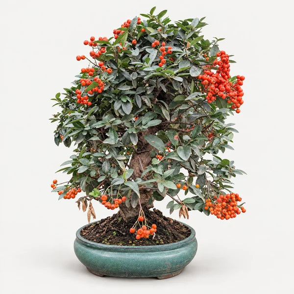 Bonsai 19 Anni Pyracantha Coccinea - Collezione Premium