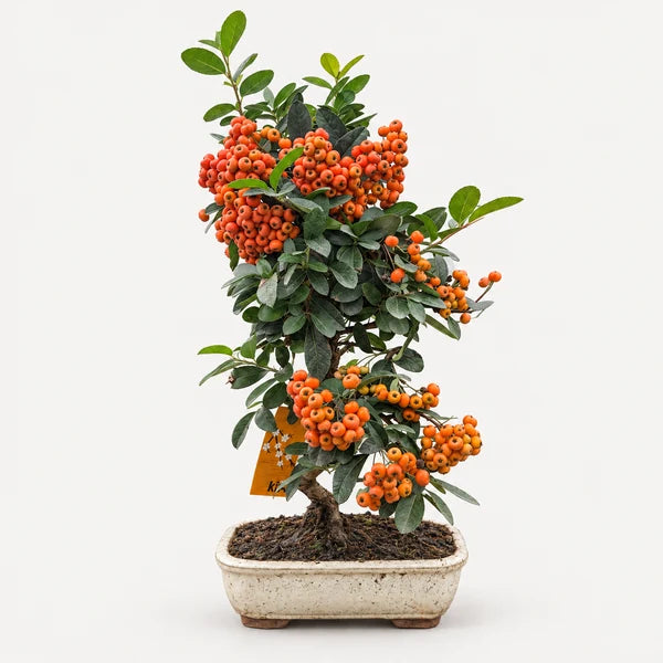 Bonsai 9 Anni Pyracantha Coccinea - Collezione Premium