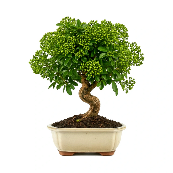 Bonsái Pyracantha (Piracanta) de 12 años - Colección Premium