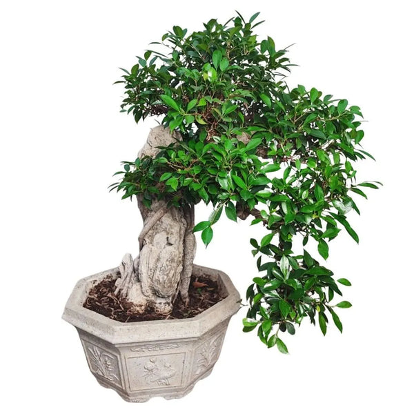 Bonsái Retusa colgante con piedra fósil incrustada en maceta decorada de cemento D. 50 CM H. 100 CM