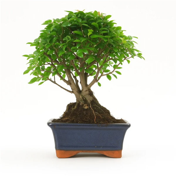 Bonsai 5 anni Sageretia theezans - Collezione Premium