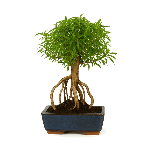 Bonsaï 8 ans Serissa phoetida - Collection Premium