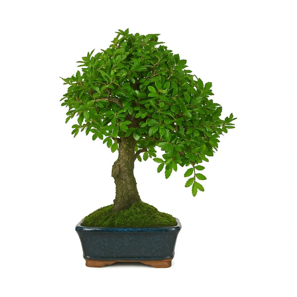 Bonsai 8 anni Zelkova parvifolia - Collezione Premium