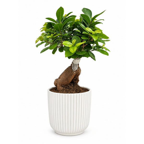 Bonsai Ficus Ginseng in Vaso Pitti Bianco Rigato - Altezza Pianta 40 cm
