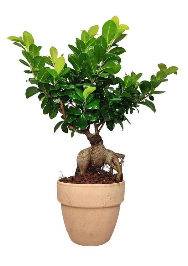 Bonsai Ficus Ginseng Vaso di Terracotta 'Palladio Arena' Altezza Pianta 50 cm,