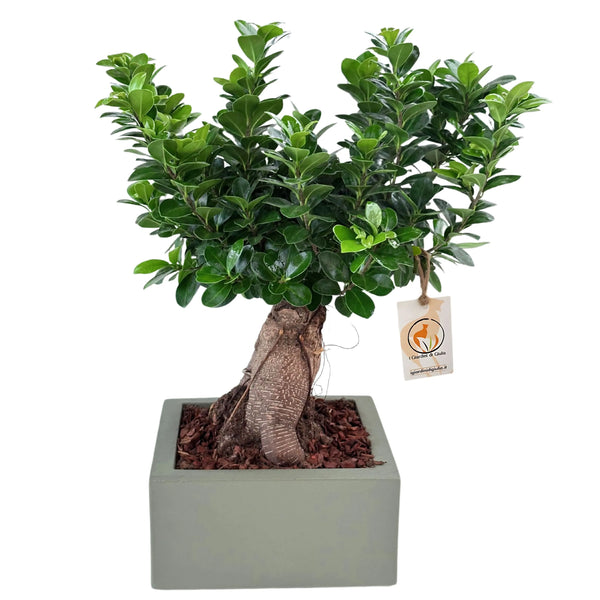 Bonsai-Ficus Ginseng im Topf „Minos“