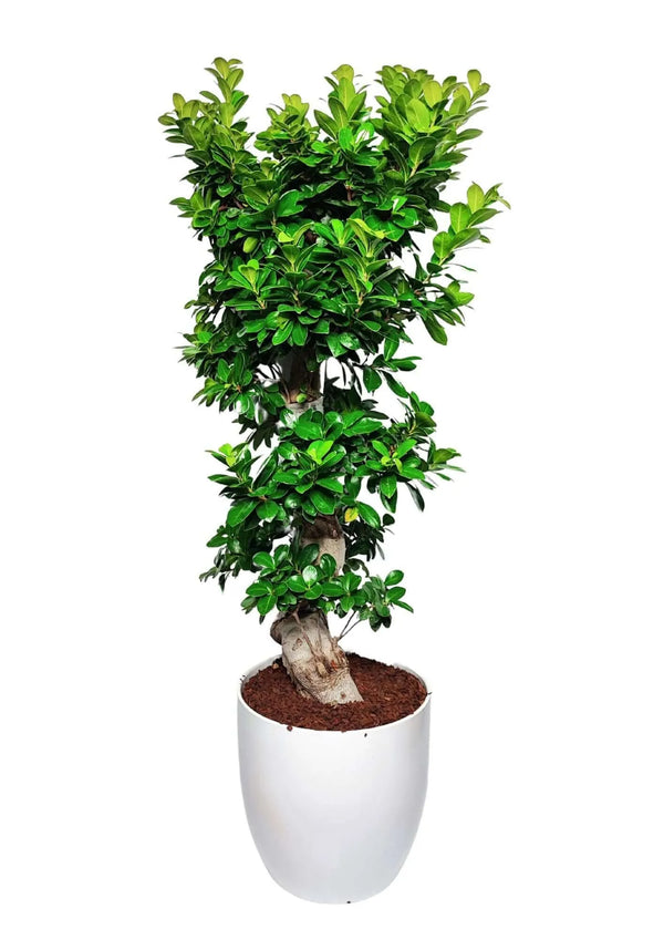 Bonsai Ficus Ginseng S-Form - Pflanzenhöhe 110 cm