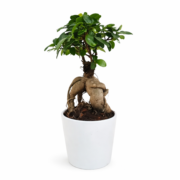Bonsai-Ficus Ginseng im Topf Dallas