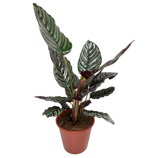 Calathea Sanderiana Ornata Topf 19 cm Höhe 65 cm
