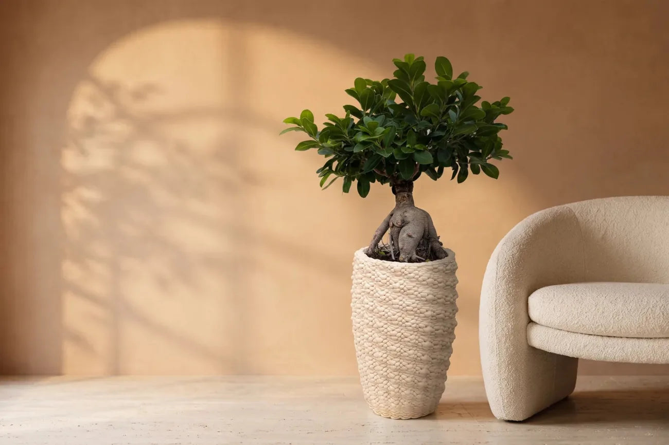 Bonsai Ficus Ginseng in un vaso testurizzato accanto a una poltrona color avorio