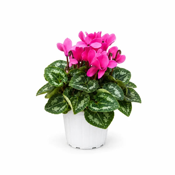 Ciclamino mini color mix – Ø 12 cm, H. 20 cm