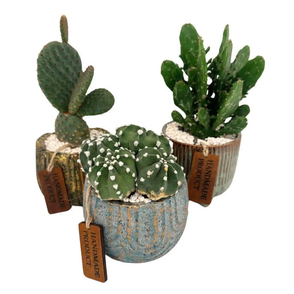 Arrangement of a succulent plant in a decorated ceramic pot