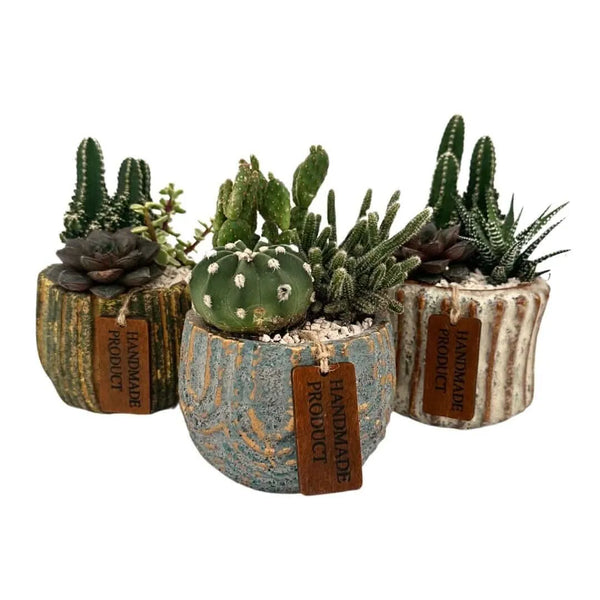 Small succulent plant arrangement in decorated ceramic pots