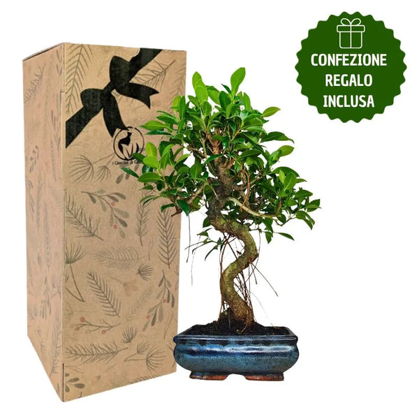 Bonsai Ficus Retusa S-Form mit Geschenkbox