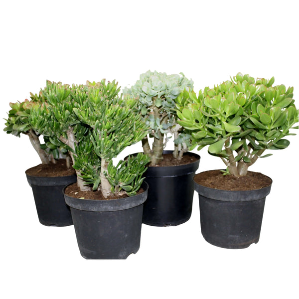 Crassula mix plant height 50