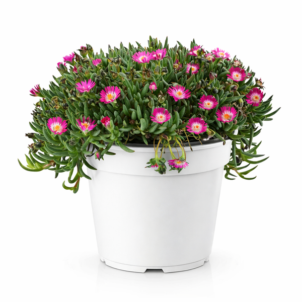 Delosperma tricolor mixed colors D.19 H.30 cm