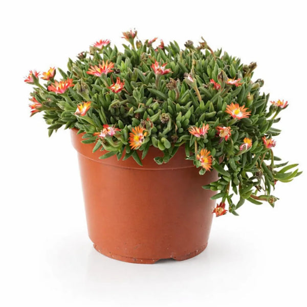 Delosperma couleurs mélangées D.14 H.25 cm