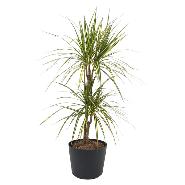 Dracaena Marginata kiwi en pot Orione D. 24 cm
