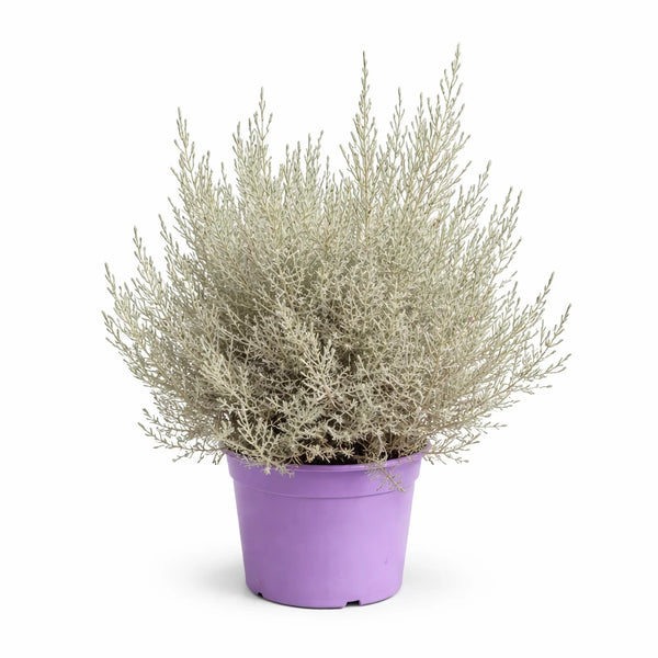 Eremophila (Myoporaceae) D.22