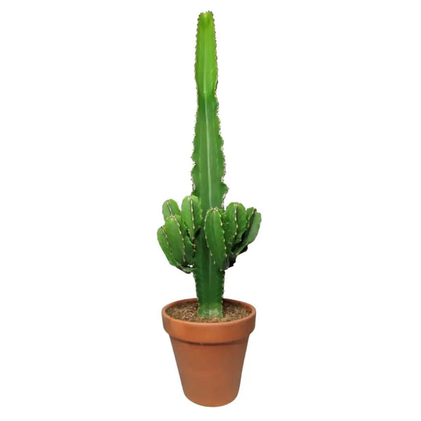Euphorbia ingens altura de la planta 80 cm
