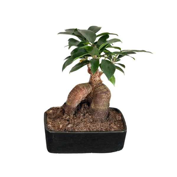 Bonsai Ficus Ginseng in vaso rettangolare di ceramica L. 15 cm P. 10 cm H. 20 cm