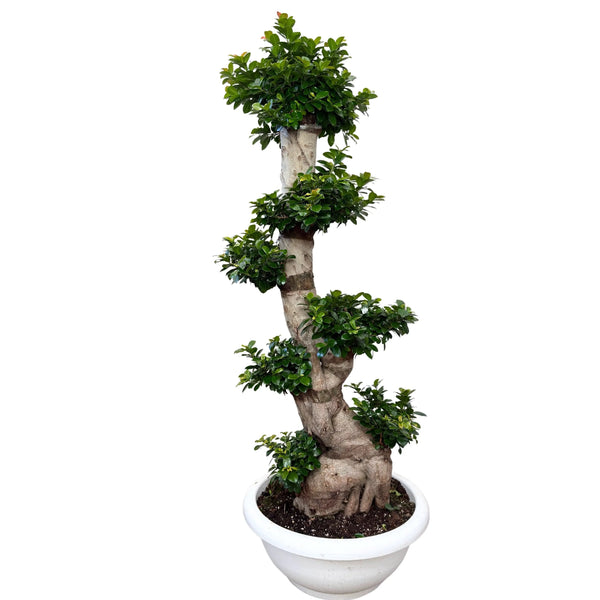 Ficus Microcarpa S Shape Dia. 50 H. 160
