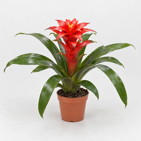 Guzmania rossa D.12 H.45 cm