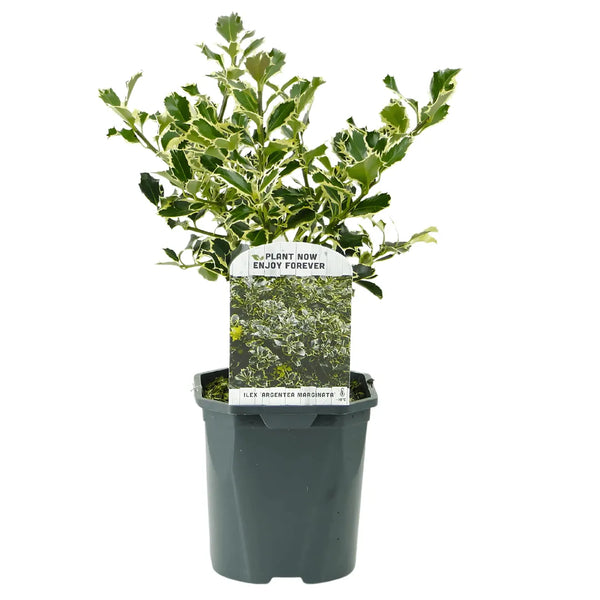 Stechpalme 'Argentea Marginata'