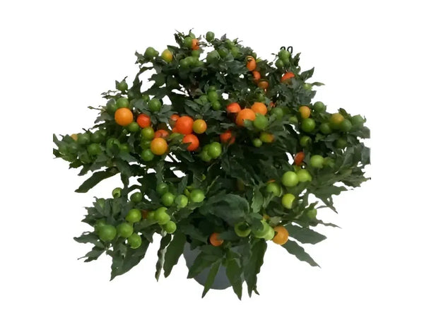 Solanum pseudocapsicum D.17 H.40 cm, pianta con bacche arancio-rosse e verdi su sfondo bianco