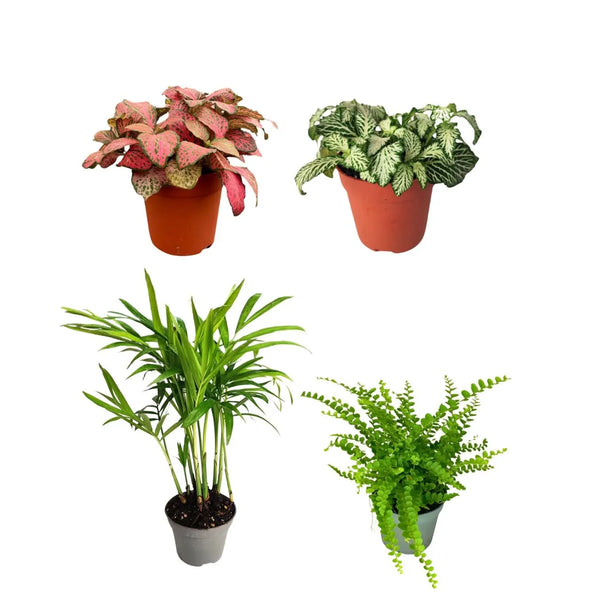 KIT 4 PLANTS FOR TERRARIUM EASY1