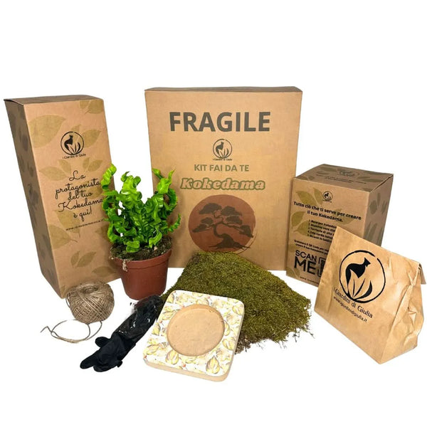 Kit Kokedama DIY Asplendium Crispy Wave tout inclus