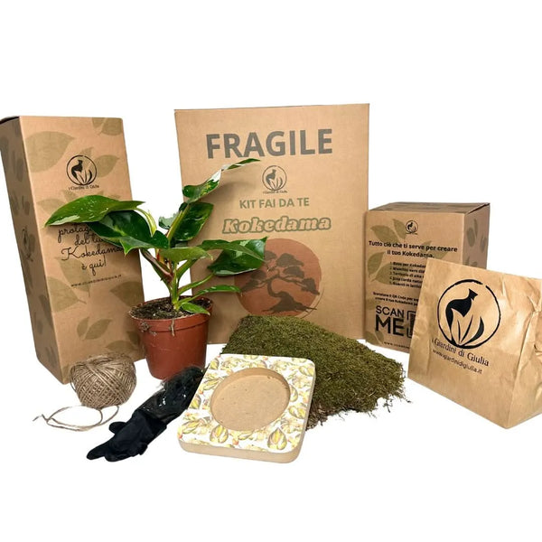 Kit Kokedama Hazlo tú mismo Philodendro White Wave Todo incluido