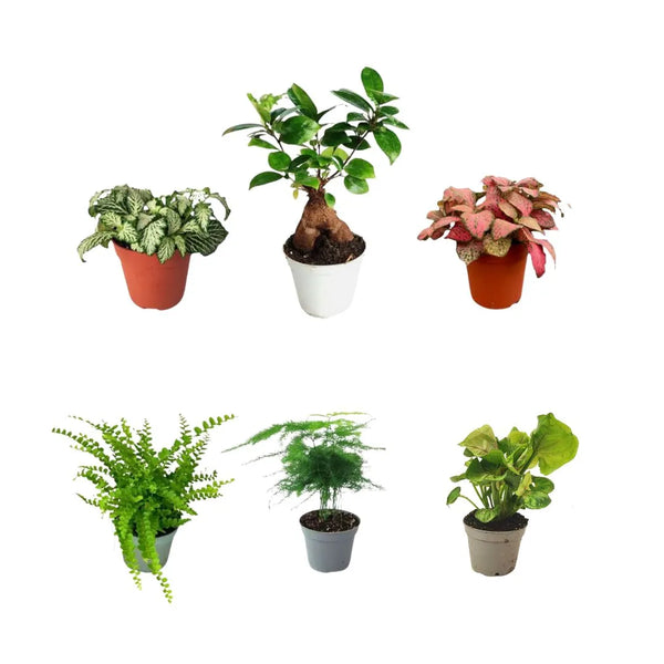 Ensemble de 6 plantes vertes pour terrarium