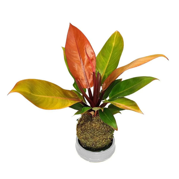 Philodendron Orange Kokedama