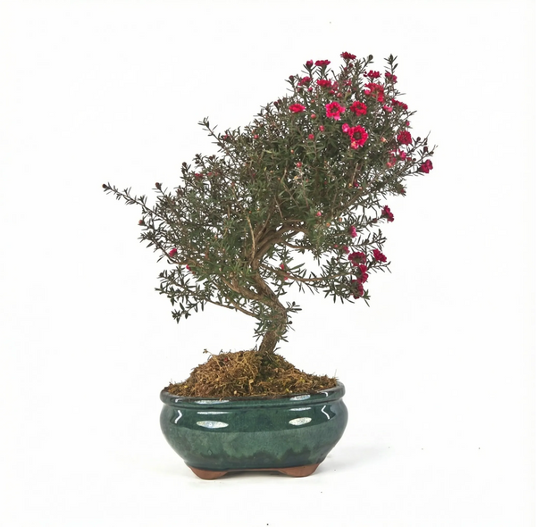 Bonsai Leptospermum scoparium 9 Jahre - Premium Kollektion