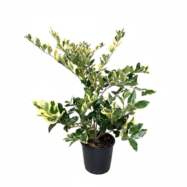 Ligustrum Texanum variegato D.18 cm