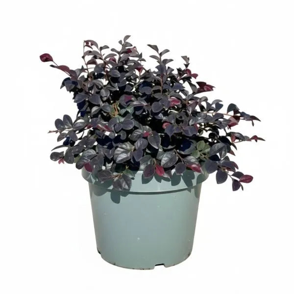 Loropetalum perla negra D.24 H.45 cm