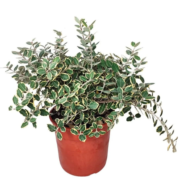 Variegated Metrosideros