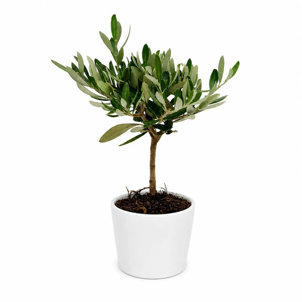 Mini Bonsai Olivo in vaso ceramica Bianco