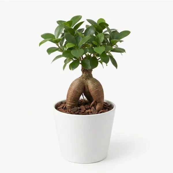 Mini bonsaï de ficus ginseng en pot de céramique