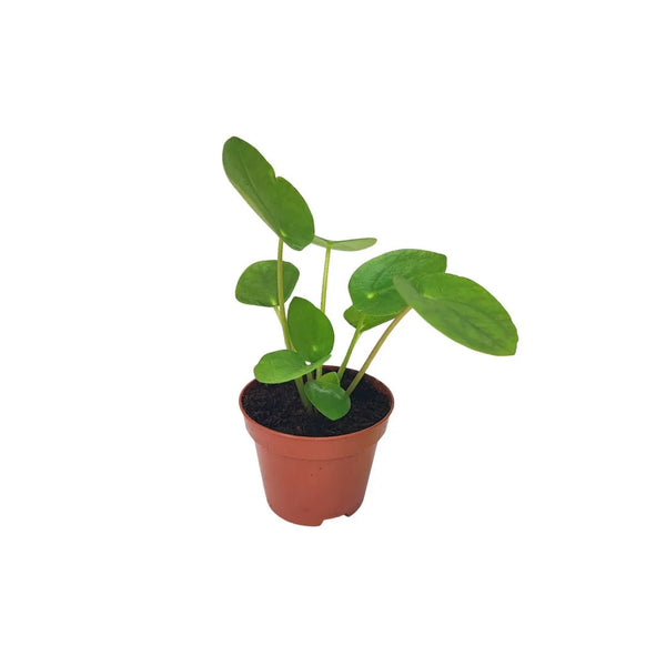 Mini pilea